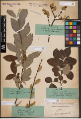 Foto von Salix caprea L.